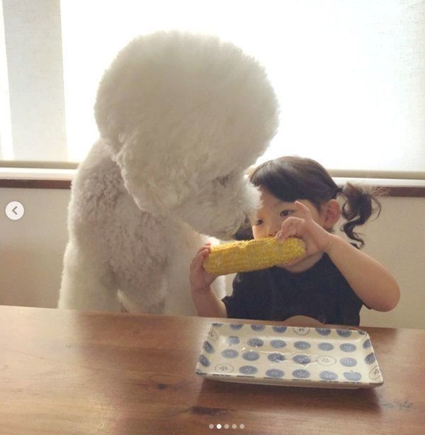 とうもろこしが大好きなスタンダード・プードルと女の子