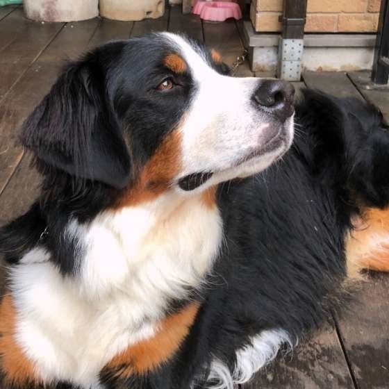 上を見上げるバーニーズ・マウンテン・ドッグ