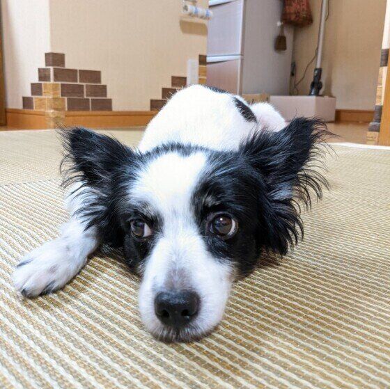 シニア犬になってから急にご飯や食べ物に執着することがあるのはどうして いぬのきもちweb Magazine