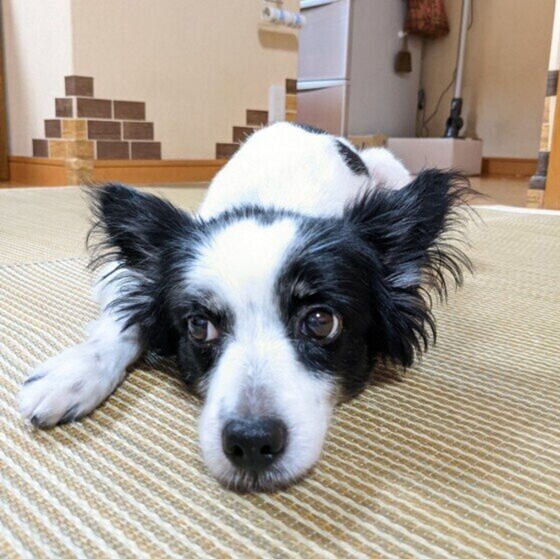 シニア犬になってから急にご飯や食べ物に執着することがあるのはどうして いぬのきもちweb Magazine シニア犬になってから急にご飯や食べ物に執着することがあるのはどうして いぬのきもちweb Magazine