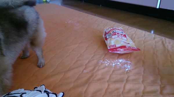 いたずらしちゃうワンコ