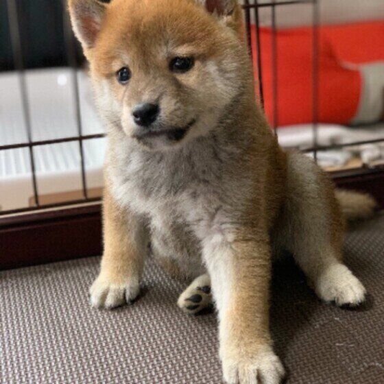 子犬を寒さから守ろう！はじめての冬、特に気を付けることは？ いぬのきもち