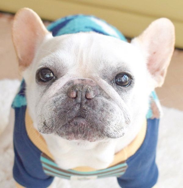 先代犬・フレンチ・ブルドッグのこつぶくん