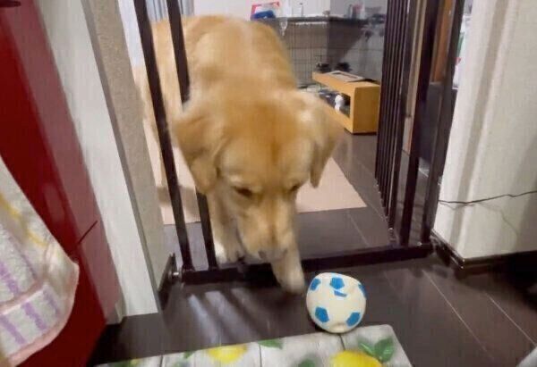 キッチンに入るセナくん