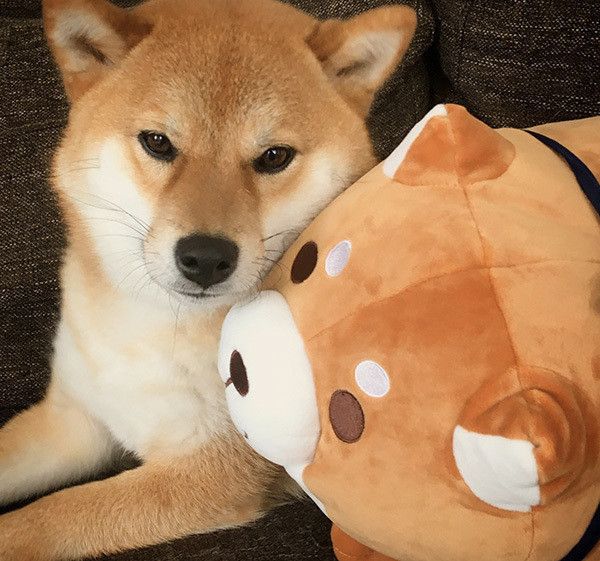 忠犬もちしばと柴犬