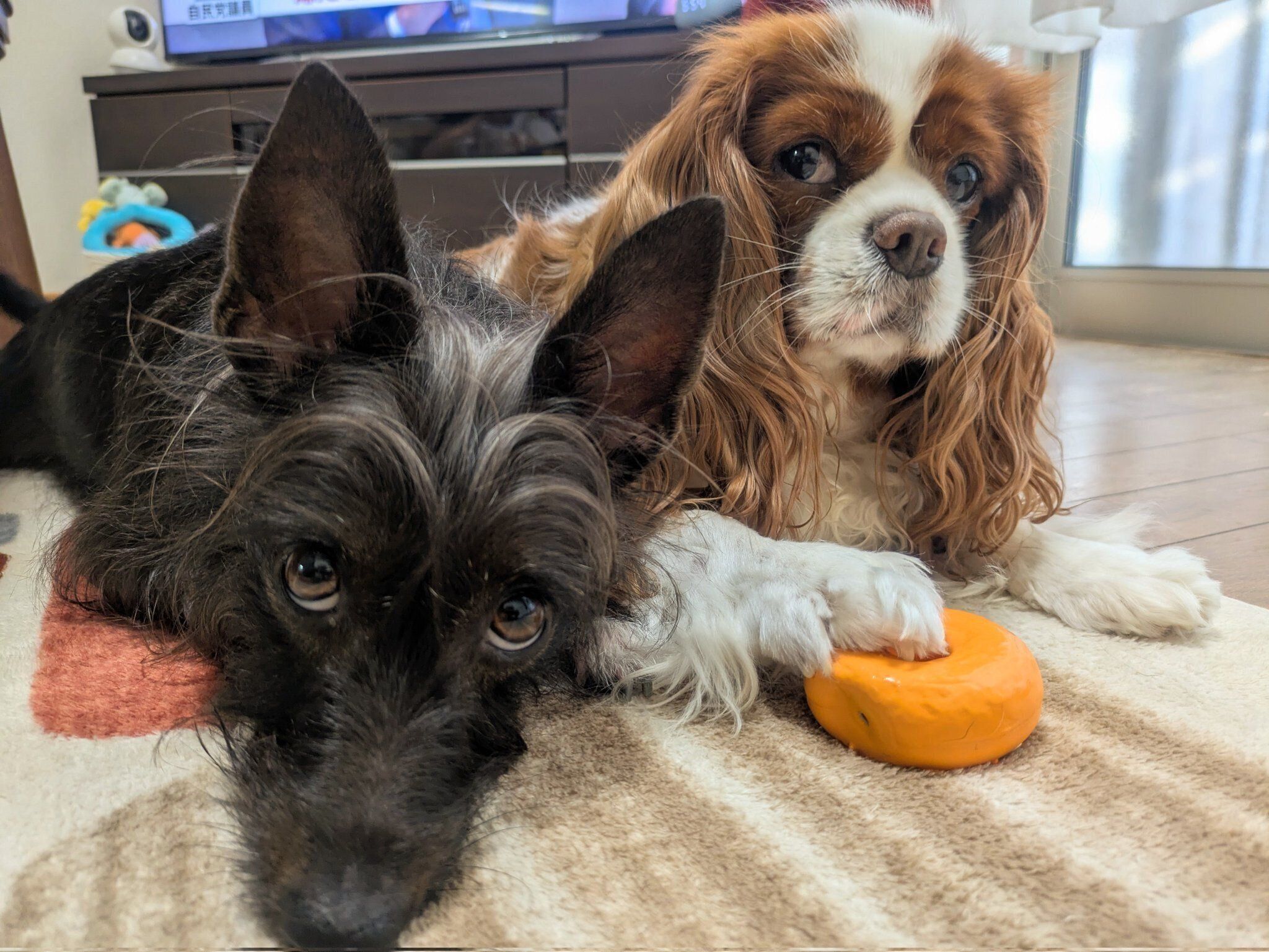 一緒に並ぶ2頭の犬