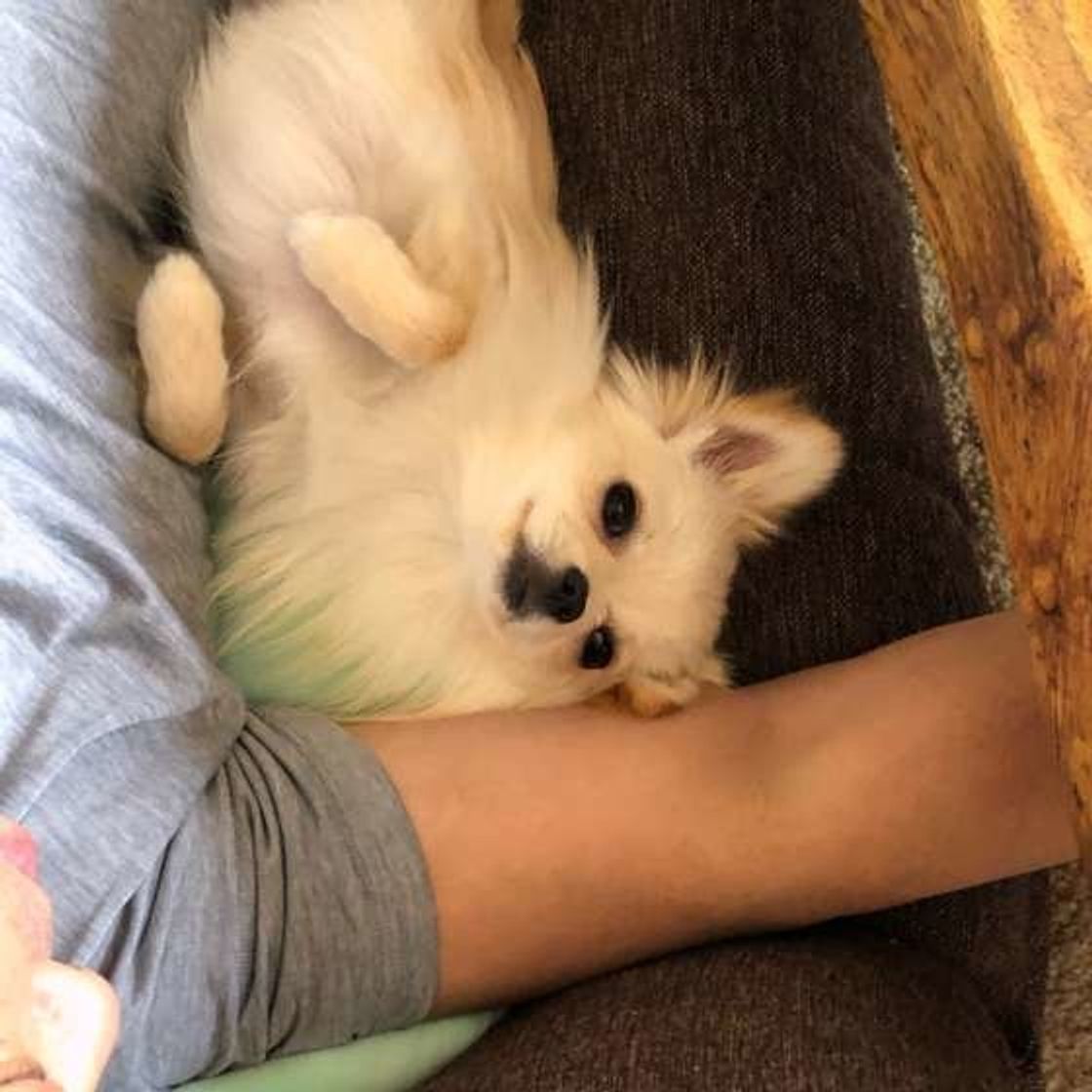 添い寝犬 最高 飼い主さんに寄り添いたいときの本音にキュン いぬのきもちweb Magazine 添い寝犬 最高 飼い主さんに寄り添いたいときの本音にキュン いぬのきもちweb Magazine