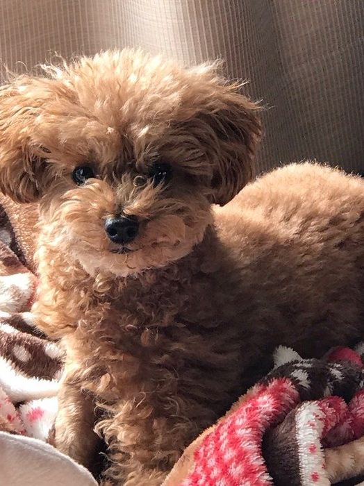 トイ・プードル