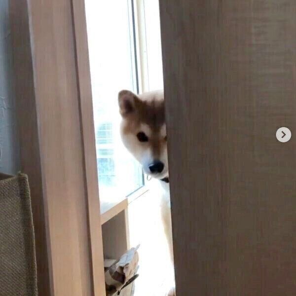 ドアの隙間からひょっこりと顔を出すラテくん