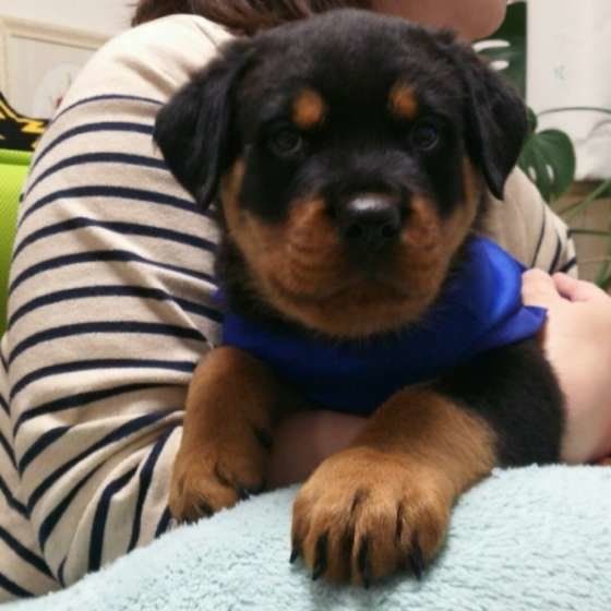 ロットワイラーは大きくなると50kg位になるよ。