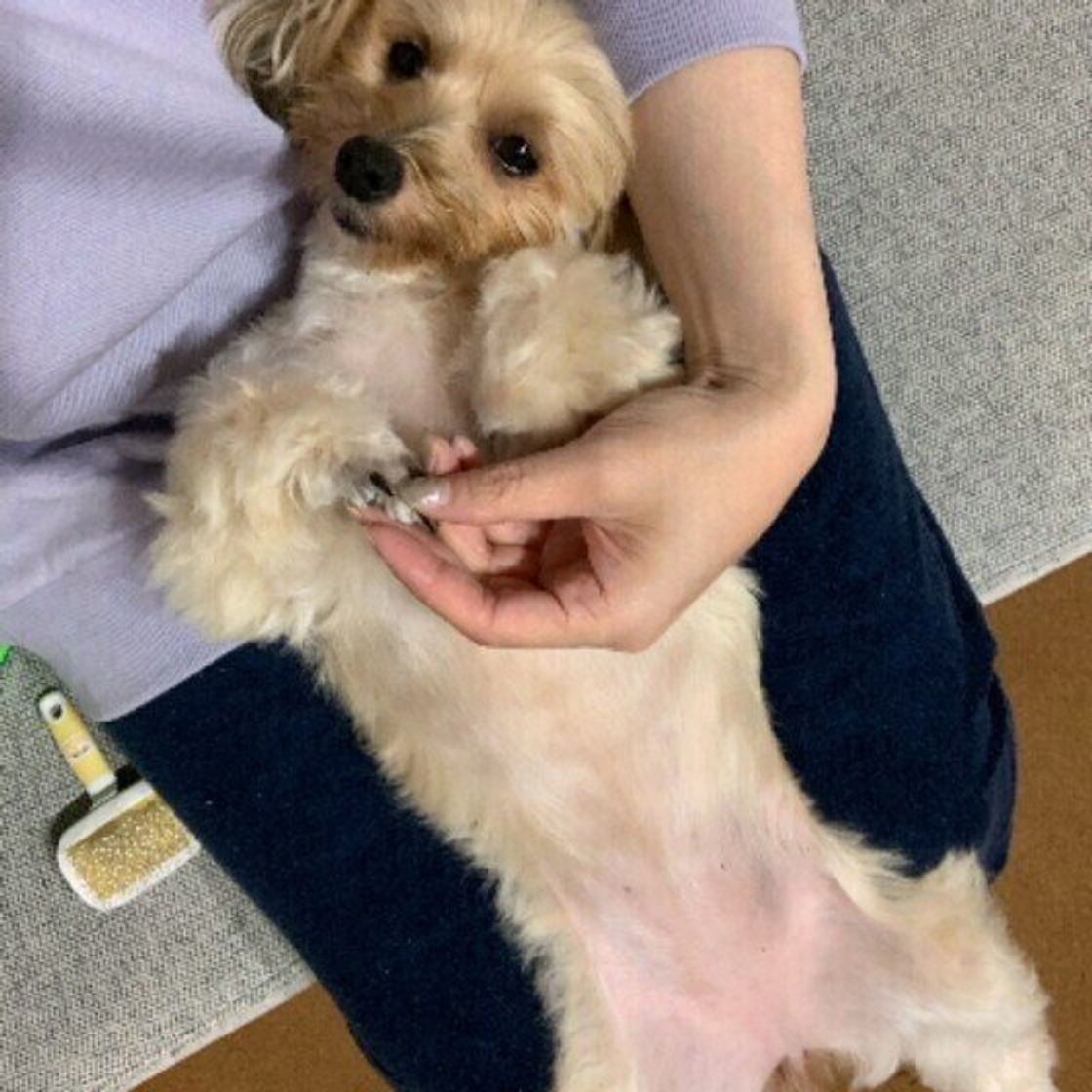 ブラッシング中ごろんと仰向けになるときの犬の気持ちとは いぬのきもちweb Magazine ブラッシング中ごろんと仰向けになるときの犬の気持ちとは いぬのきもちweb Magazine