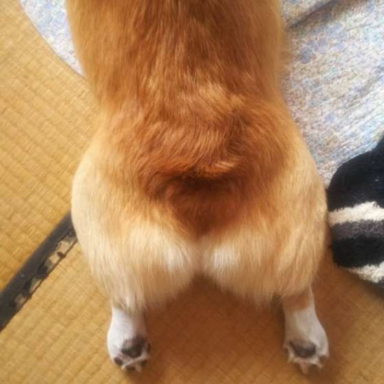 お尻が可愛いウェルシュ・コーギー・ペンブローク