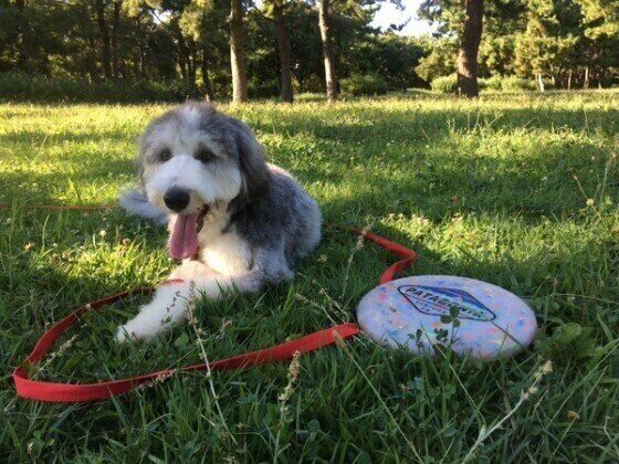 ビアデッド・コリーのHarrodsちゃん