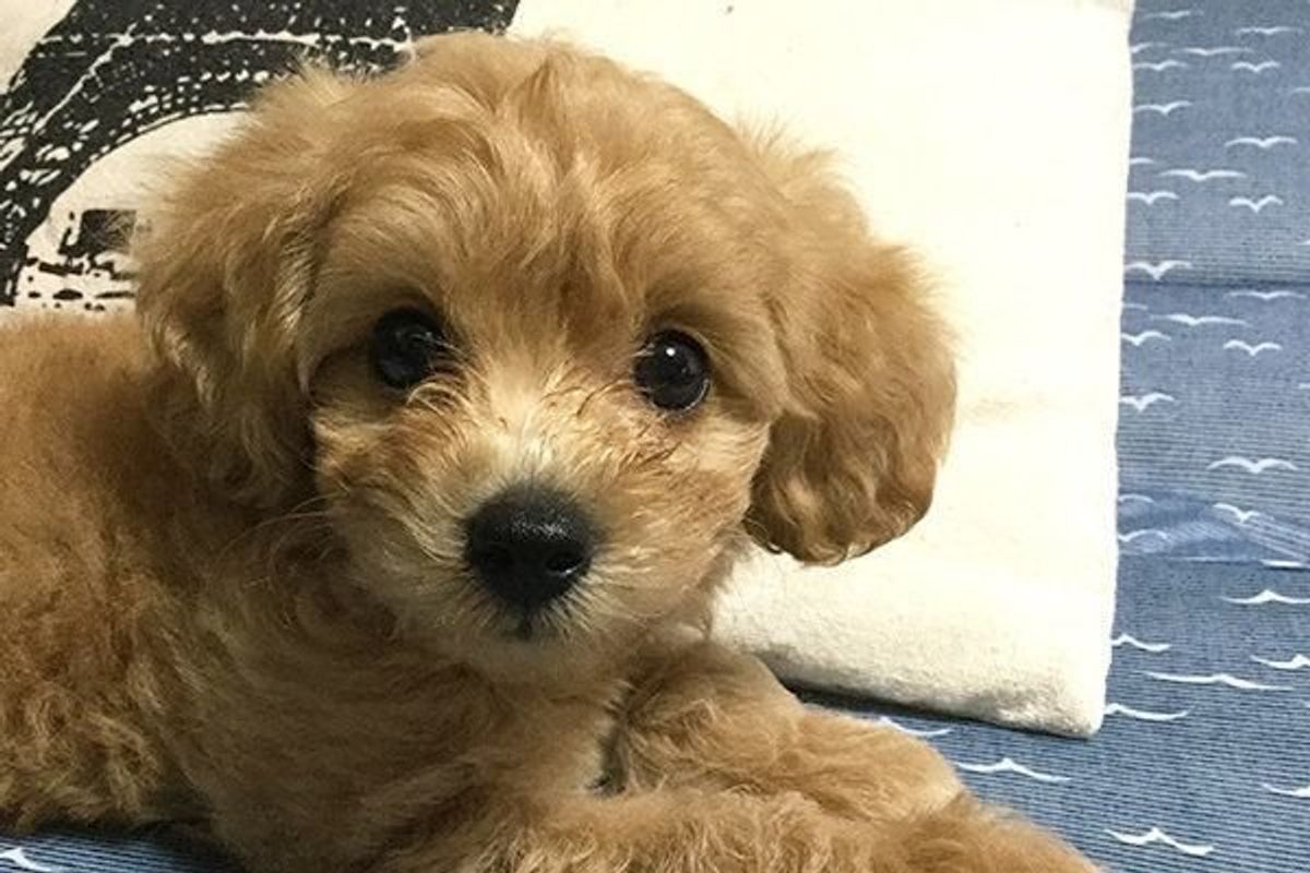 おどろきの研究結果 犬を飼うと いい効果 が 病の生存率もアップするの いぬのきもちweb Magazine おどろきの研究結果 犬を飼うと いい効果 が 病の生存率もアップするの いぬのきもちweb Magazine