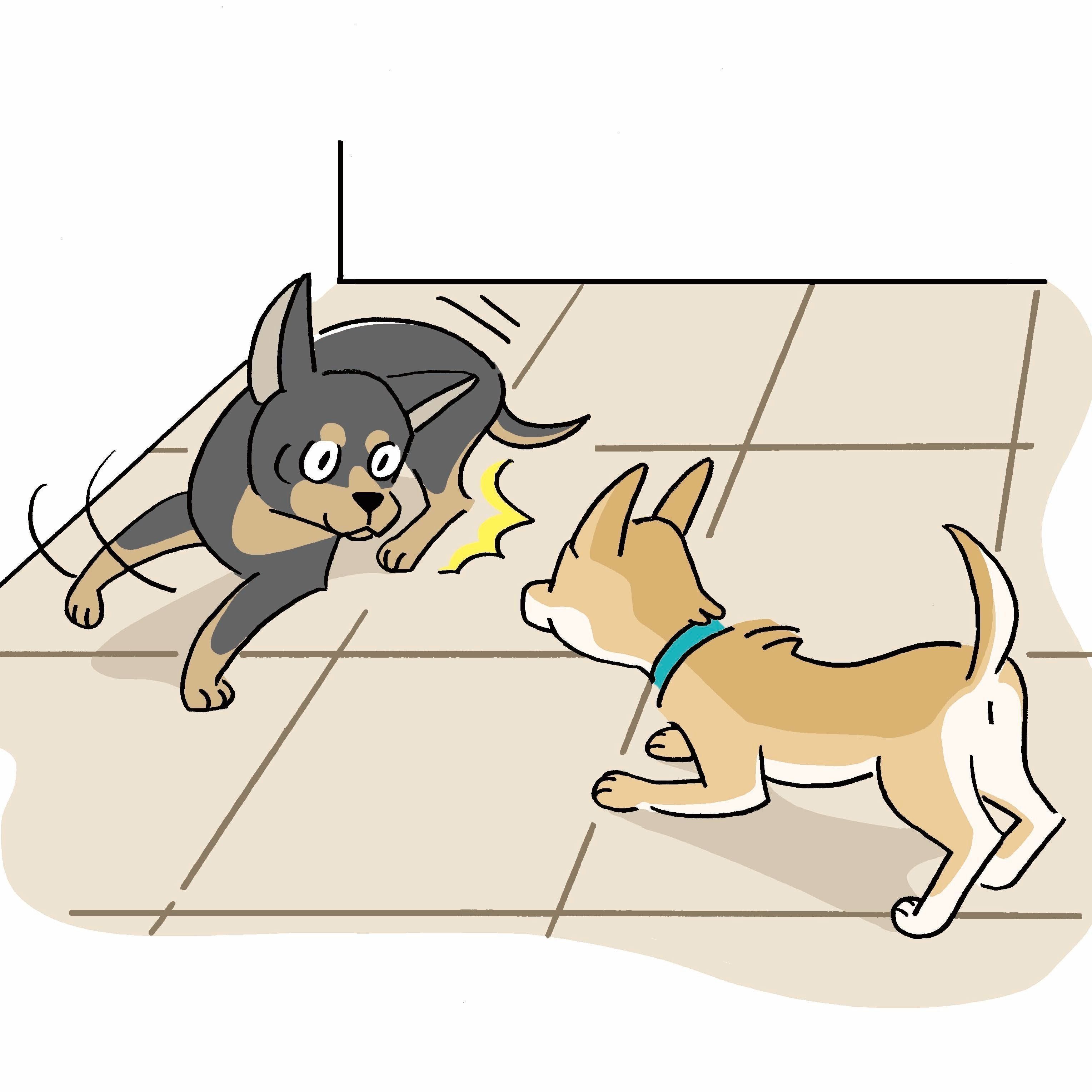 犬のケガで多いもの1位は骨折 ねんざ 脱臼 家庭内に潜む意外な原因とは いぬのきもちweb Magazine