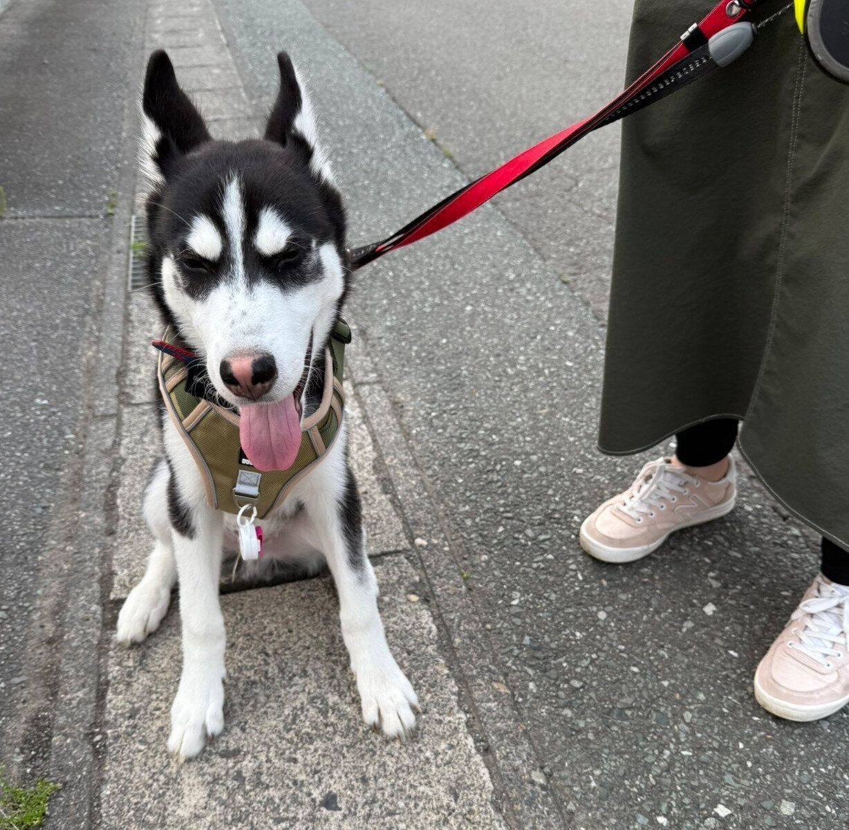 散歩をするカイくん