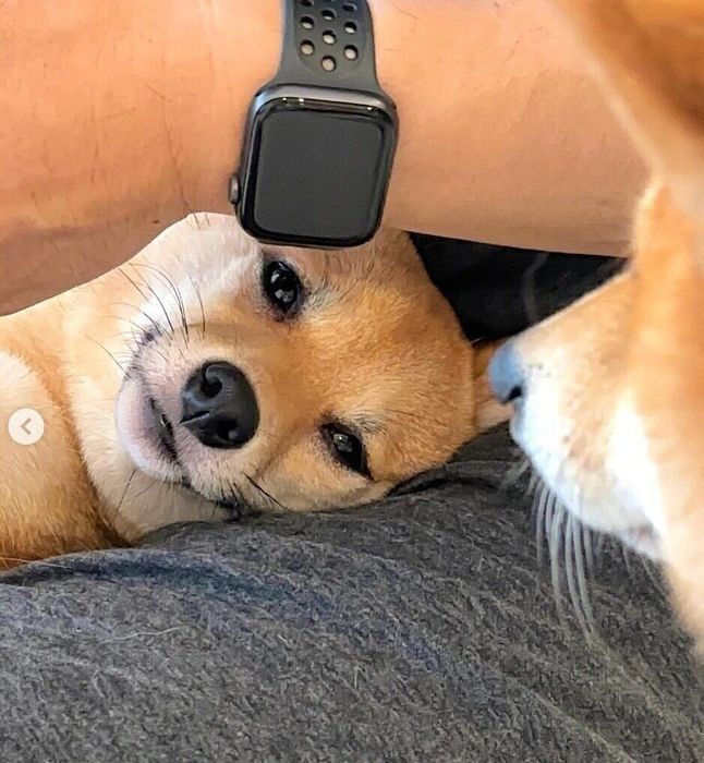 足裏の毛をカットしているまるちゃんを見つめるはなちゃん