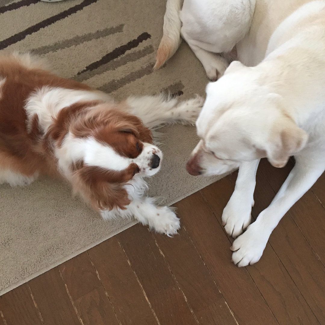 ちょいちょいするニコルちゃん