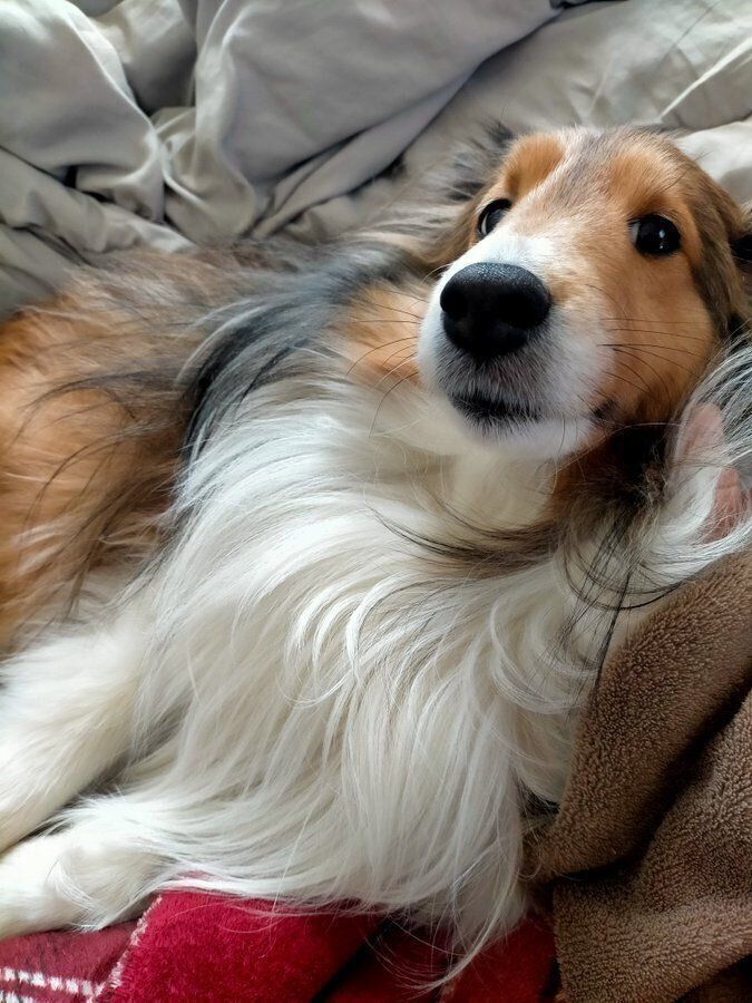 成長後のろんさん　リラックスしている様子が伝わってくる