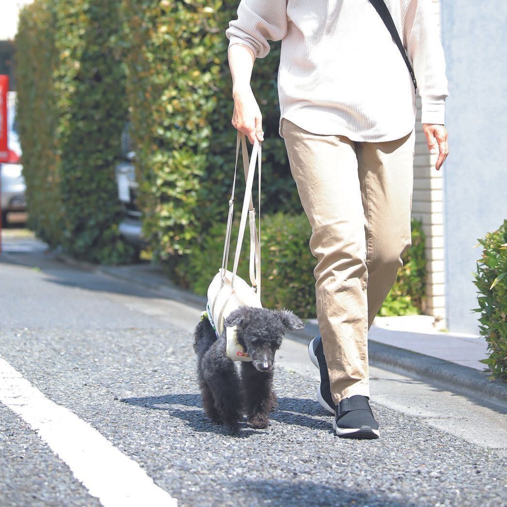 16才になった現在も、数分でも外に出て自力で散歩を楽しむアイちゃん。外に出ることがよい刺激に