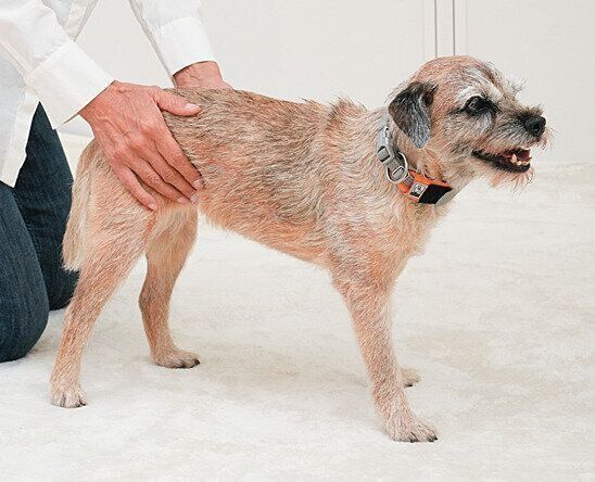 腰をなでられる犬