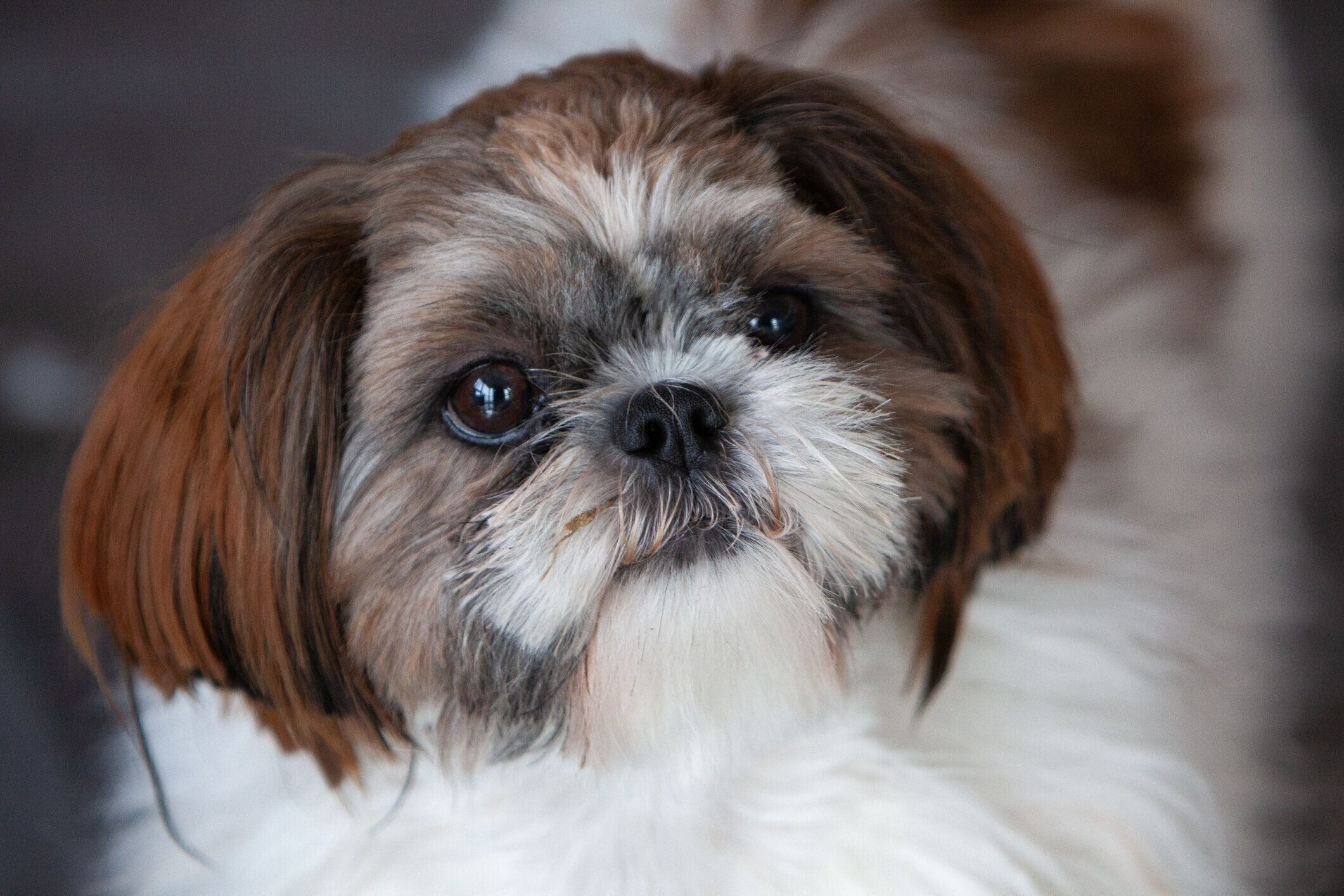 見つめているシー・ズー