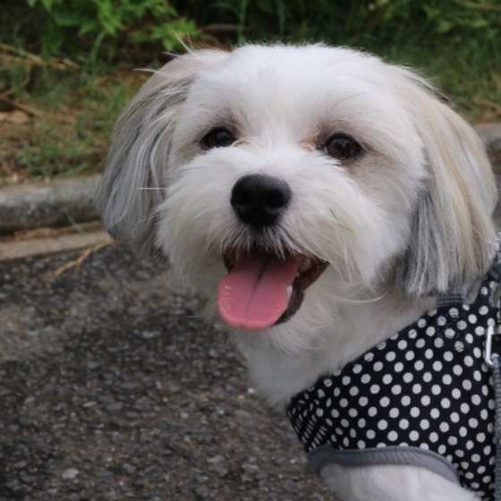 犬の安楽死について考える