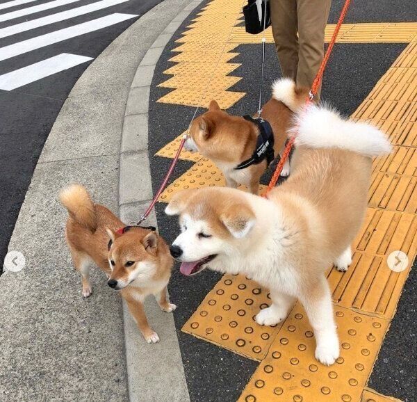 お散歩をするててくん、ももちゃん、らいちゃん