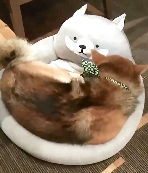 新しいベッドをようやく使ってくれたおにぎりくん