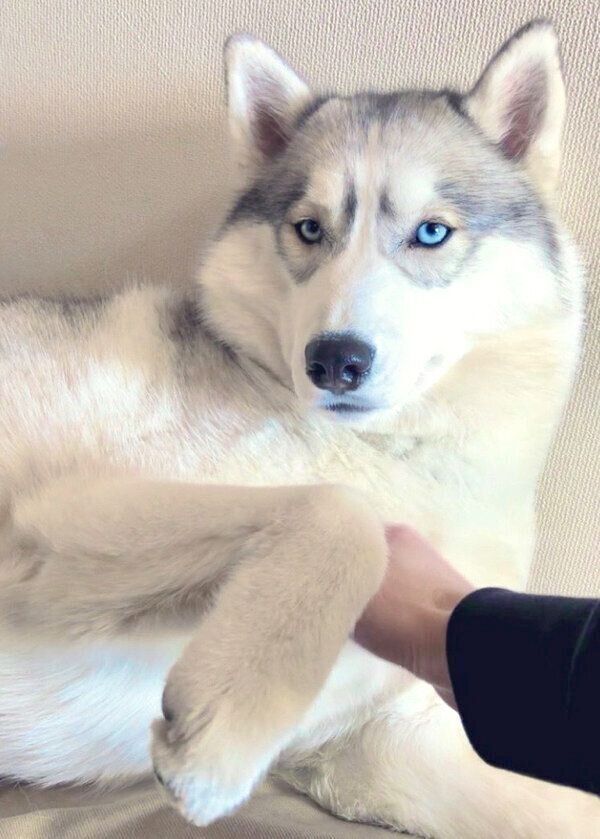 撫でられるラムちゃん