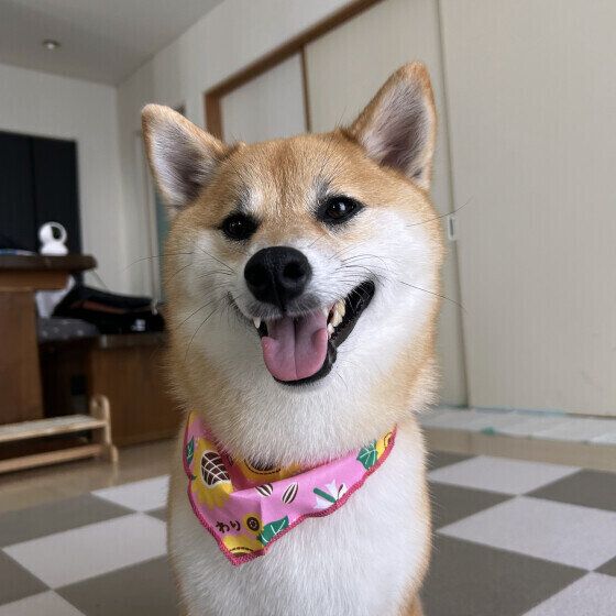 笑顔の柴犬 いぬのきもち