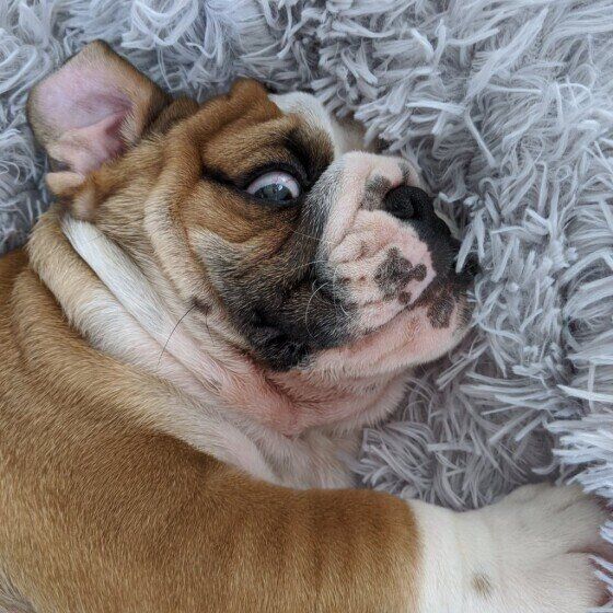 毛足の長いグレーの絨毯に横になり、右目をぎょろつかせている茶色のブルドッグ