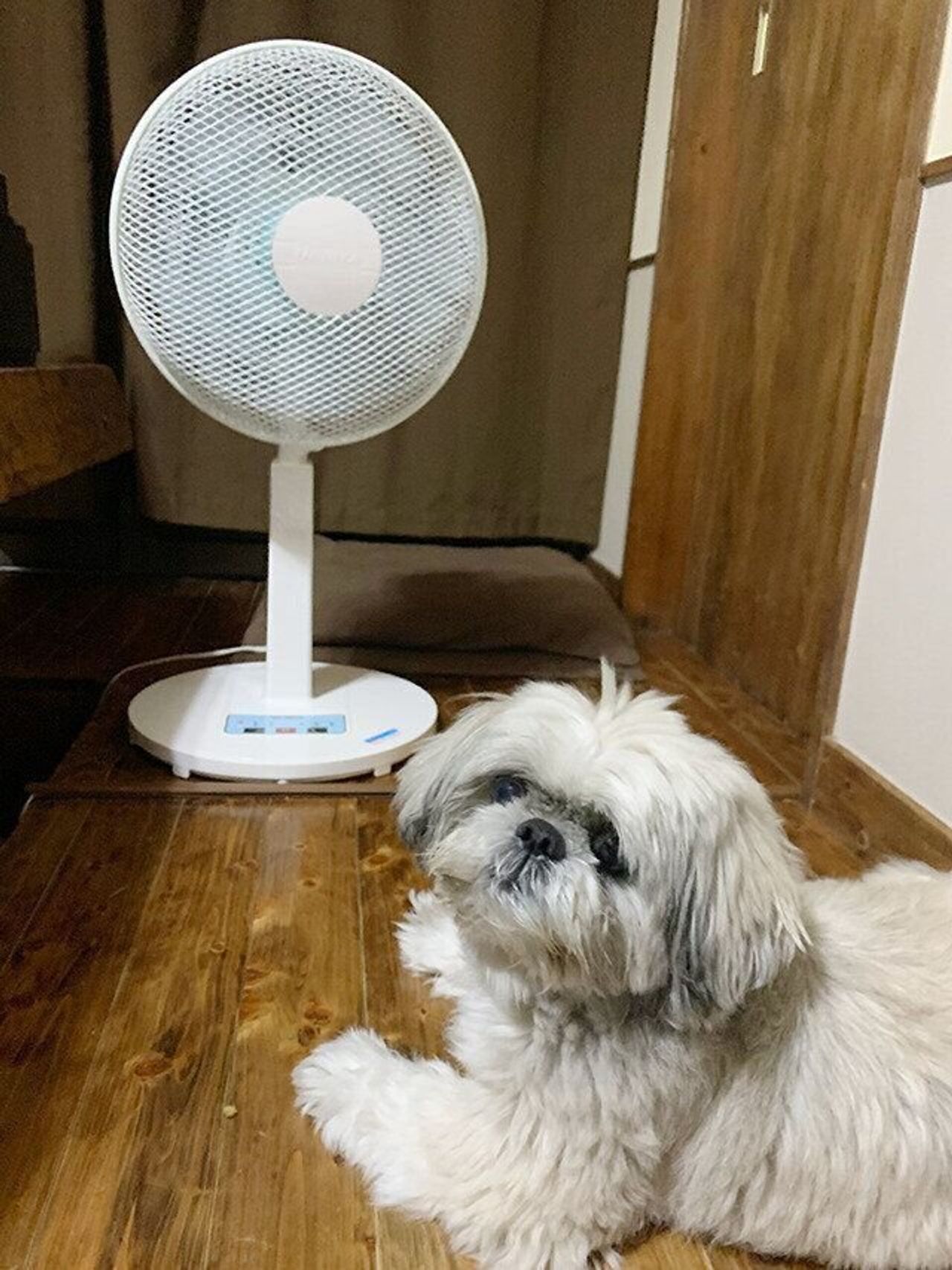 帰ってくるとそこには新たな戦いが待っている 夏さんぽ 連載 シーズー犬のてんぽ 第153回 いぬのきもちweb Magazine 帰ってくるとそこには新たな戦いが待っている 夏さんぽ 連載 シーズー犬のてんぽ 第153回 いぬのきもちweb Magazine