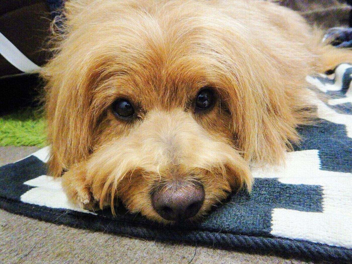 戻ってきてアピールするのに戻ると平気なフリをするツンデレ犬 連載 こぐま犬てんすけ Vol 117 いぬのきもちweb Magazine 戻ってきてアピールするのに戻ると平気なフリをするツンデレ犬 連載 こぐま犬てんすけ Vol 117 いぬのきもちweb Magazine