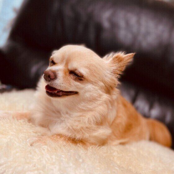 笑顔でくつろぐチワワの女の子