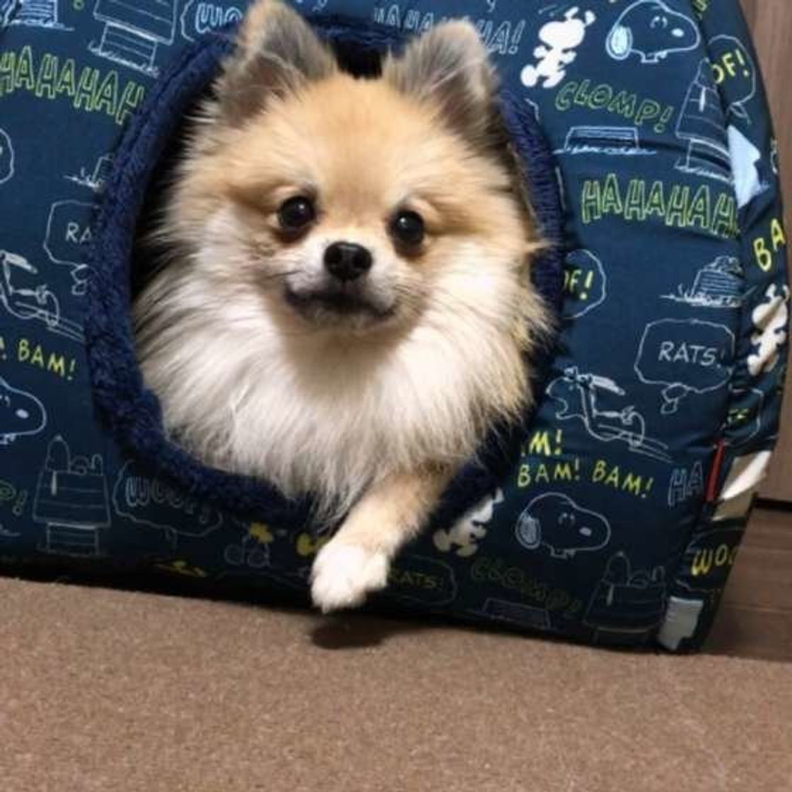 他人の犬におやつを与えることで起こる 危険な事態 とは いぬのきもちweb Magazine