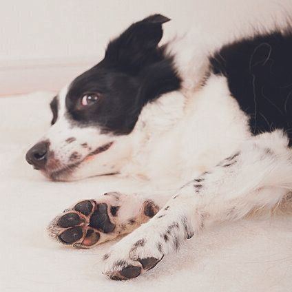 口まわりや足先、しっぽは敏感