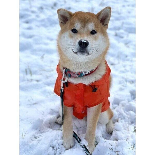 鼻の上に雪をつける笑太郎くん