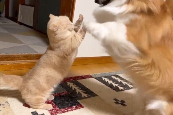 ととろちゃんとハイタッチするむうちゃん