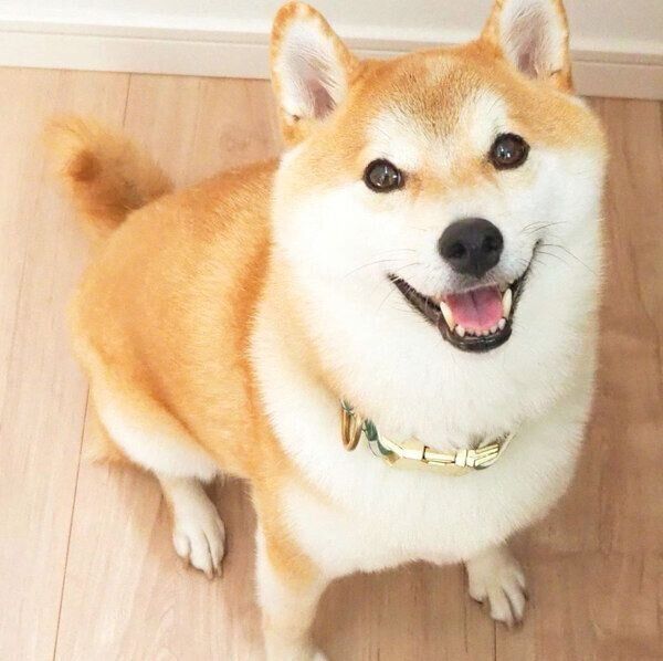 笑顔のこてつくん