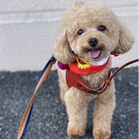 愛犬が暑がっているとき体に水をかけてもOK? 夏の熱中症対策を獣医師に聞いてみた いぬのきもち