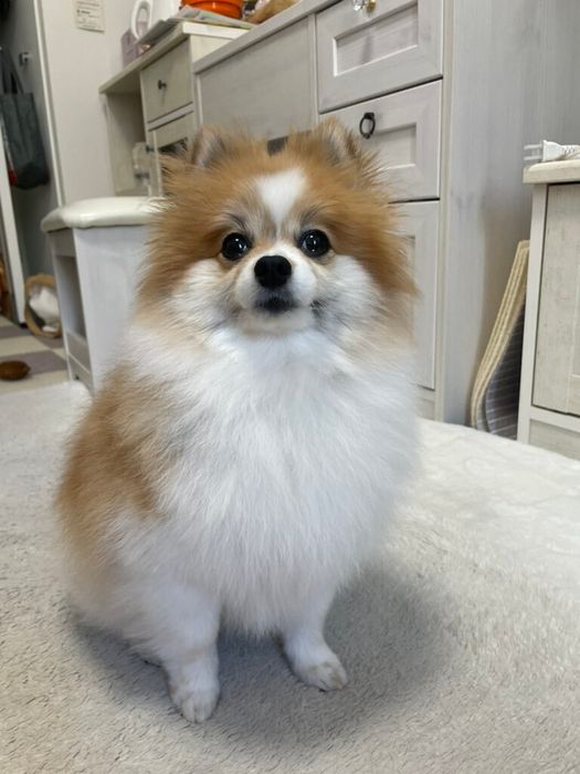 室内で座っているポメラニアン