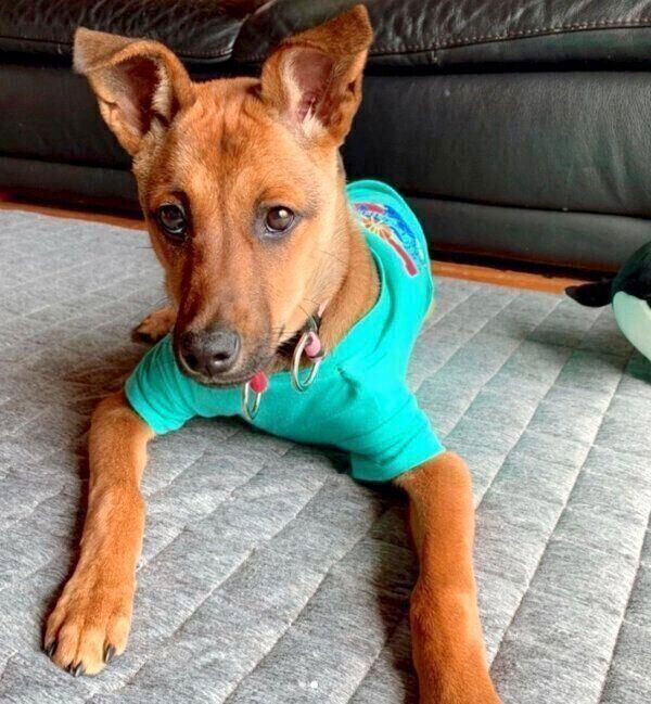 まったりするハロちゃん