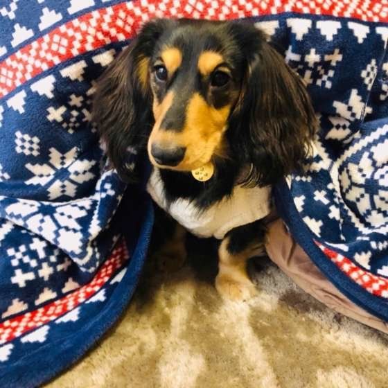 こたつに入るミニチュア・ダックスフンド