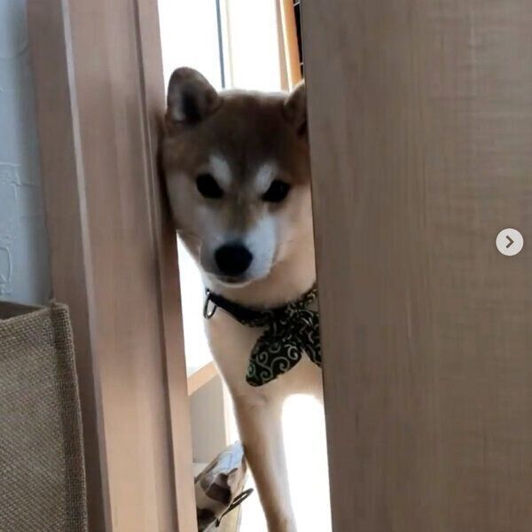 ドアの隙間からひょっこり顔を見せるラテくん