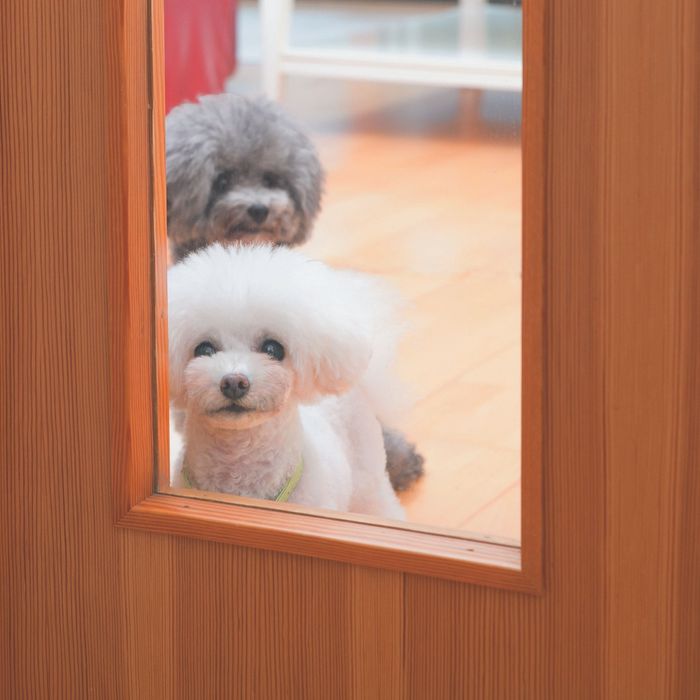 犬の聴力は人の4倍! 飼い主さんの帰宅する足音を聞き分けられる