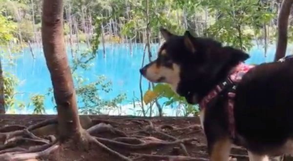 青い池を見つめる豆柴