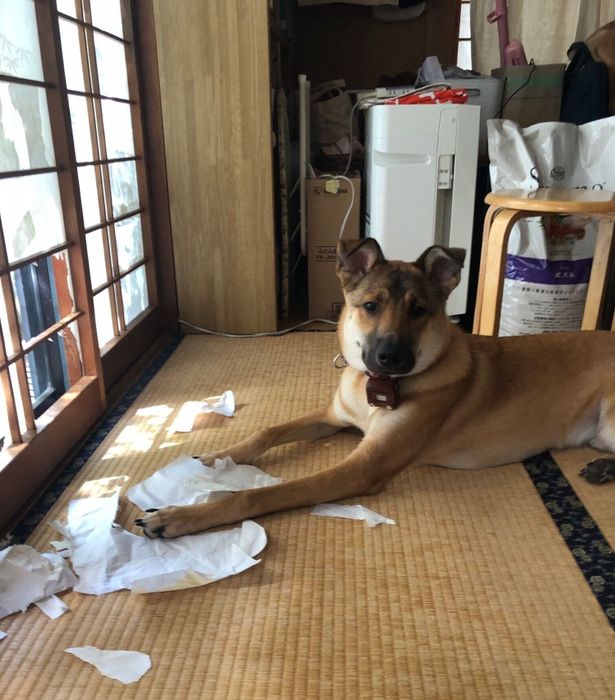 障子にいたずらをしたキューブくん