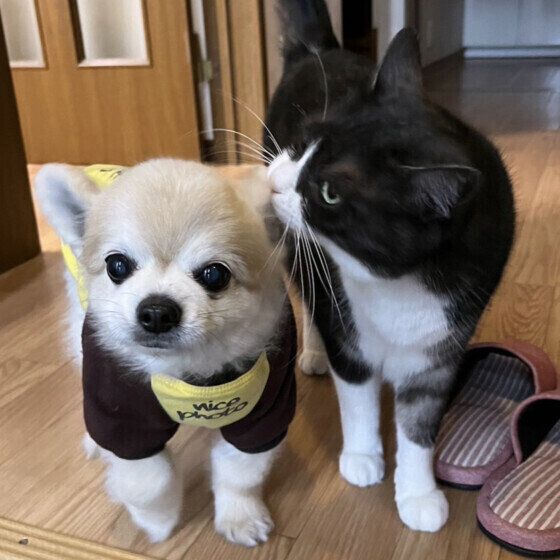 愛犬の老いとどう向き合う？ 犬の平均寿命が高くなった理由 いぬのきもち