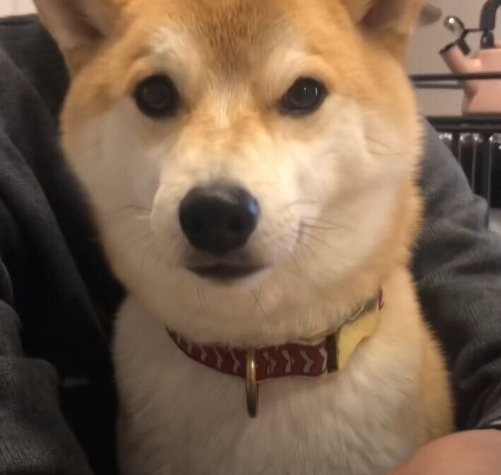 お客さんの膝に乗り甘える柴犬